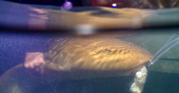 Lumina artificială a orașelor de coastă dereglează ritmul biologic al rechinilor