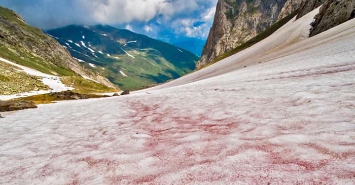 O algă microscopică transformă zăpada în roz și accelerează topirea ghețarilor
