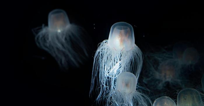 O meduză a descifrat nemurirea biologică prin inversarea completă a procesului de îmbătrânire