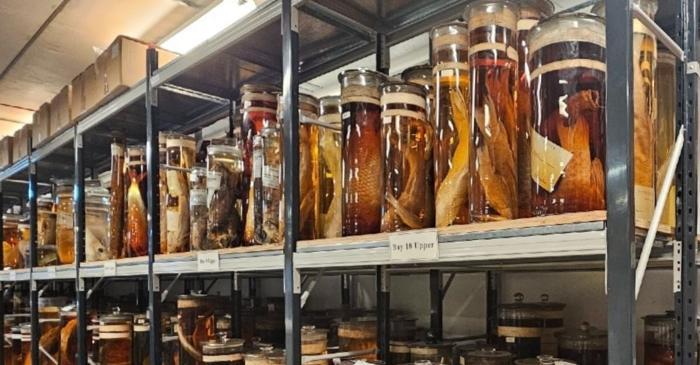 O tehnologie laser dezvăluie secretele chimice din borcanele lui Charles Darwin