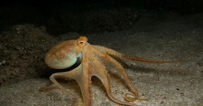 Oamenii uniformizează periculos fauna sălbatică a planetei