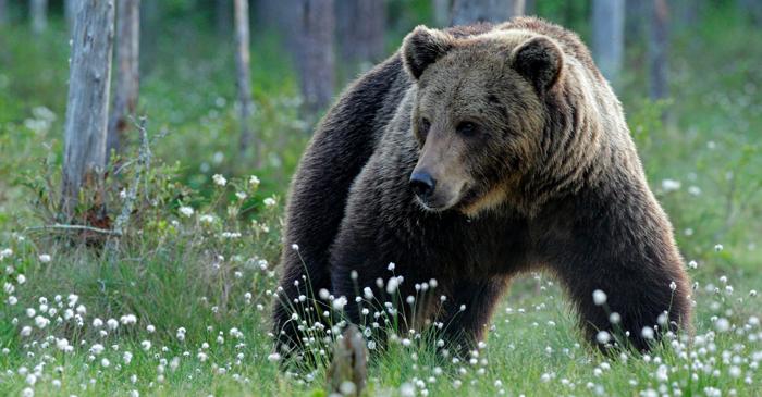Pădurile boreale se deplasează spre Polul Nord din cauza încălzirii globale