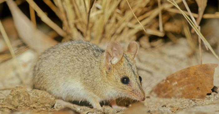Puii de marsupiale se târăsc prin blană cu 120 de mișcări pe minut pentru a ajunge în marsupiu
