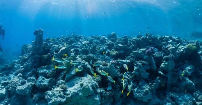 Un coral negru de 400 de ani, cel mai mare din Noua Zeelandă, a fost descoperit în Fiordland