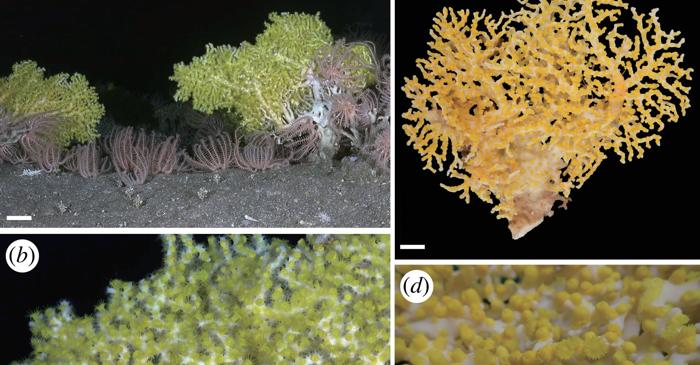 Un coral verde strălucitor a fost descoperit într-o peșteră de mare adâncime din Japonia