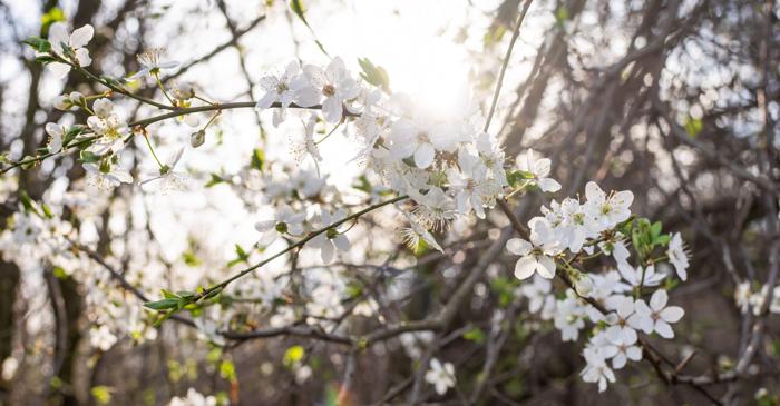 Ce declanșează în creier 20 de minute în plus de lumină naturală?