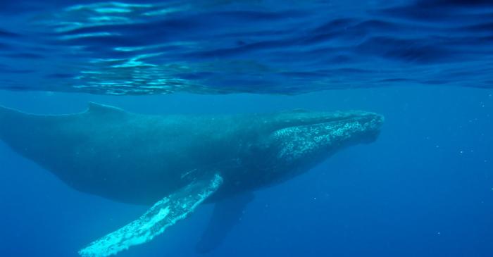 Ce dezvăluie cea mai veche înregistrare a unui cântec de balenă despre oceanele din trecut?