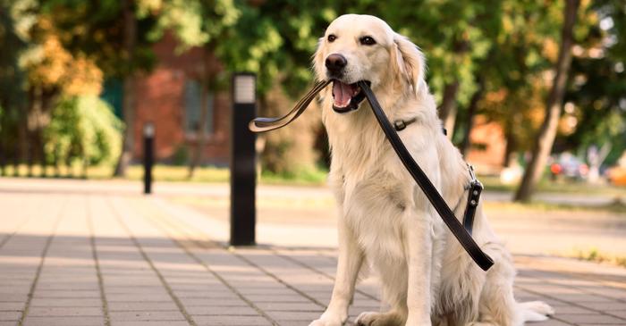 Ce trăsături de personalitate ne leagă la nivel genetic de un Golden Retriever?