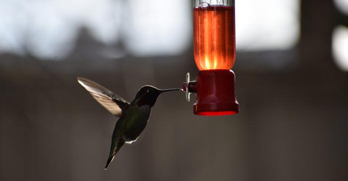 De ce un colibri consumă zilnic echivalentul unui pahar de alcool fără să se îmbete?