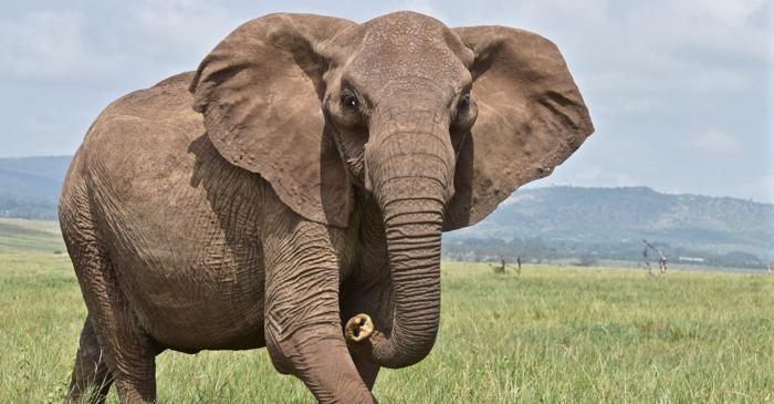 Dezvoltarea umană în Africa alungă elefanții dar atrage alte animale sălbatice