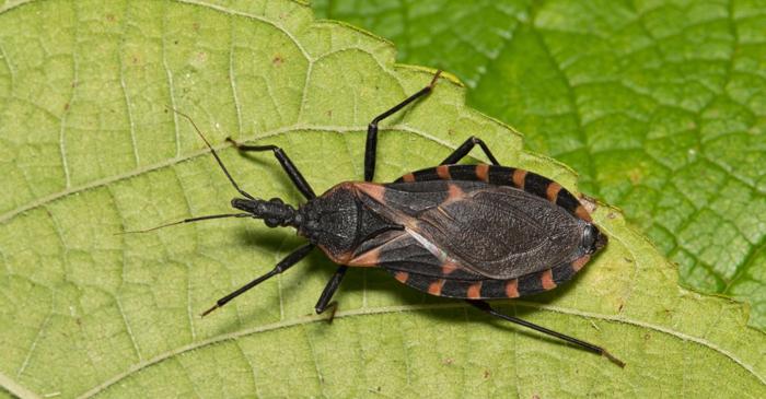 Gândacii sunt un grup specific de insecte, nu un termen general pentru nevertebrate