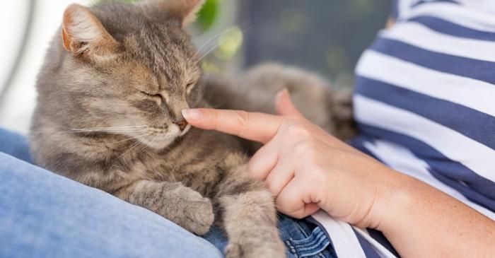 O reacție chimică în creier stă la baza plăcerii animalelor de a fi mângâiate