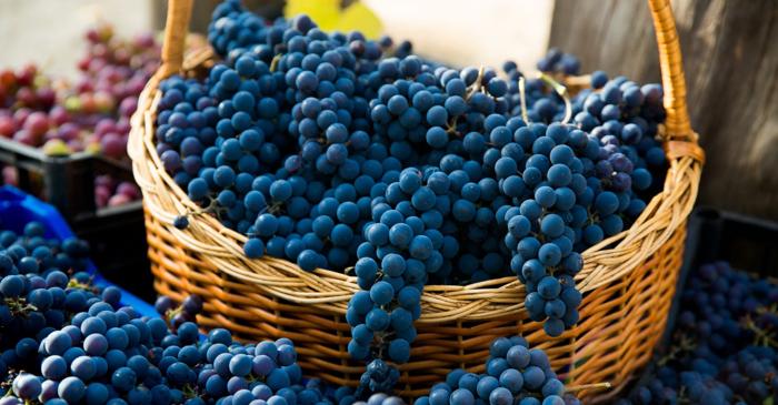 O sămânță de strugure din secolul al XV-lea confirmă că Pinot Noir era cultivat în Franța medievală