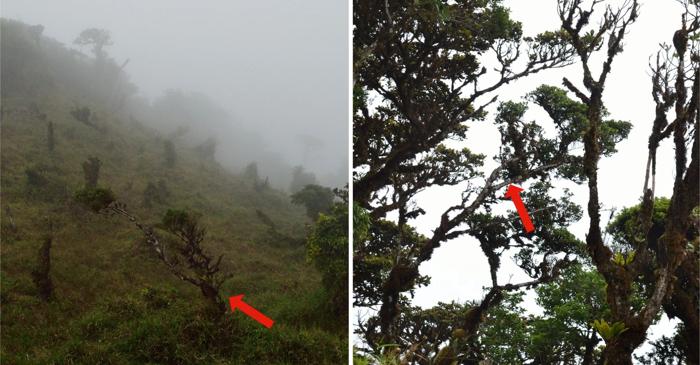O specie de copac abia descrisă în Panama este deja considerată în pericol critic de dispariție