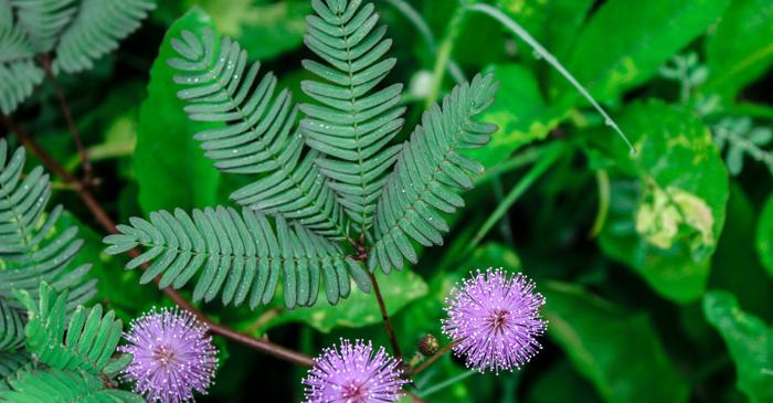 Planta Mimosa pudica poate număra evenimentele din jur fără a avea neuroni