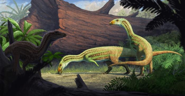 Un strămoș bizar al crocodililor trecea de la patru la două picioare la maturitate
