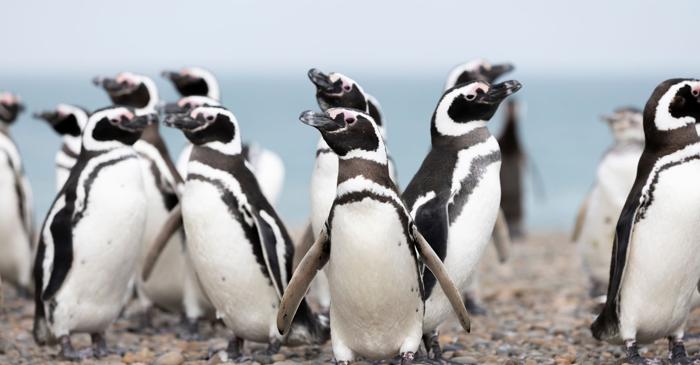 Viața în grădinile zoologice accelerează îmbătrânirea pinguinilor