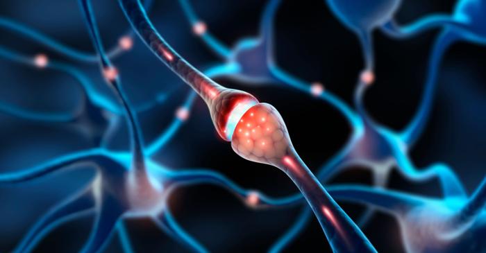 Mișcarea abdominală elimină deșeurile neuronale din creier