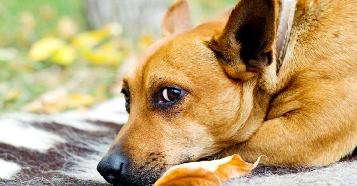 Mulți proprietari de câini nu recunosc semnele subtile de durere ale animalelor lor