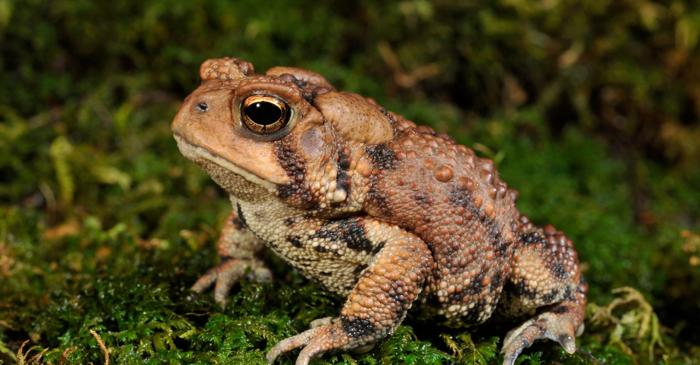 O broască râioasă americană poate consuma până la 1.000 de insecte pe zi