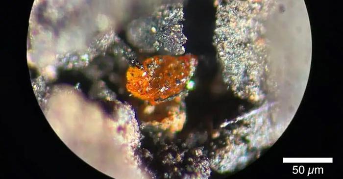 O mostră de chihlimbar din Antarctica rescrie istoria climatului polar