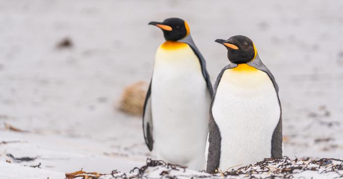 Stilul de viață din captivitate accelerează îmbătrânirea pinguinilor, deși le prelungește viața