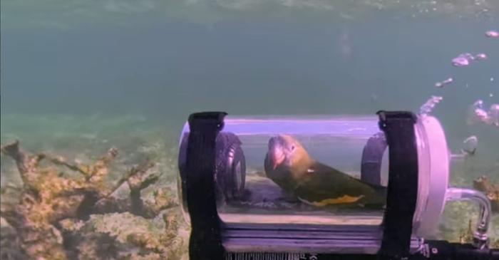 Un bărbat a construit un submarin pentru papagalul său să exploreze viața subacvatică