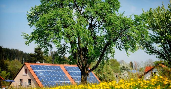Un nou tip de lemn oferă energie solară chiar și noaptea