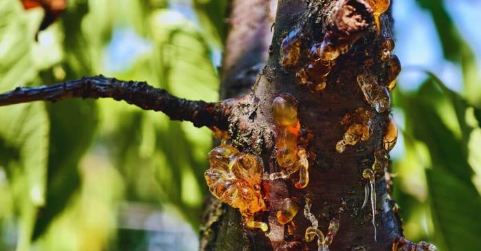 Această descoperire întâmplătoare a dublat numărul fosilelor de insecte din Formațiunea Dinosaur Park