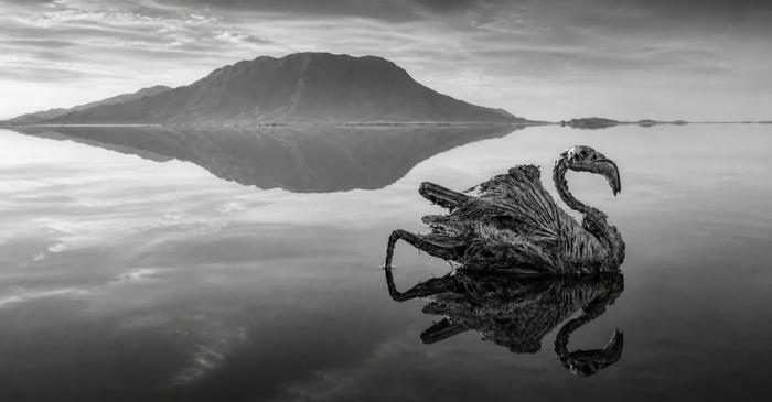 Animalele care cad în Lacul Natron nu devin statui de piatră