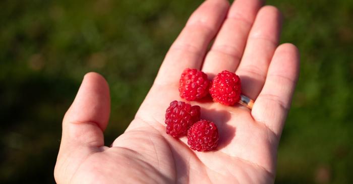 Anumite obiceiuri alimentare grăbesc îmbătrânirea organismului