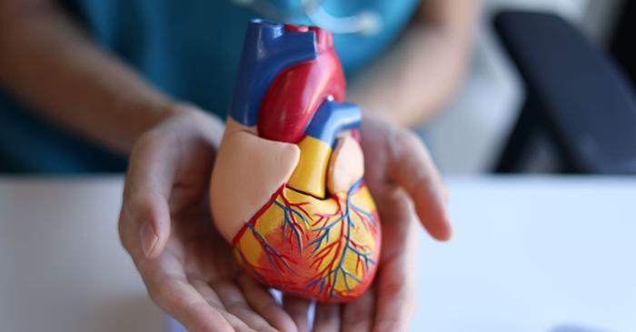 Bătăile inimii inhibă dezvoltarea cancerului cardiac
