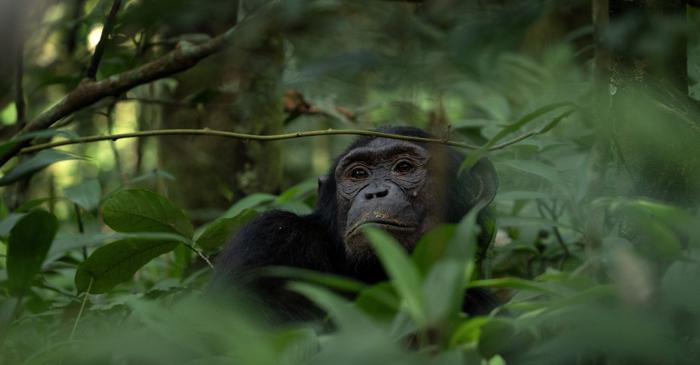 Cimpanzeii din Rwanda și-au construit cuiburi mai groase înaintea nopților ploioase