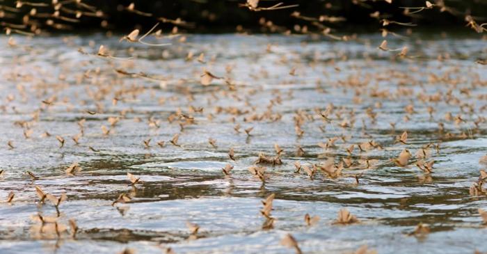 Deși trăiesc doar câteva ore, efemeridele din Delta Dunării au un rol crucial în ecosistem