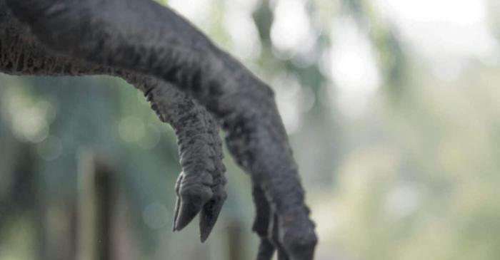 Misterul brațelor minuscule ale temutului T. rex a fost în sfârșit descifrat