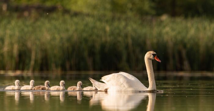 O criză invizibilă a fertilității afectează toate speciile