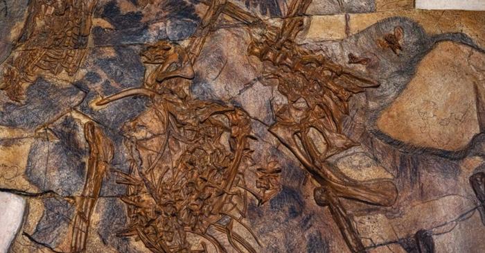 O rocă de 700 de kilograme păstrează urmele unor creaturi care au trăit cu 200 de milioane de ani înaintea dinozaurilor