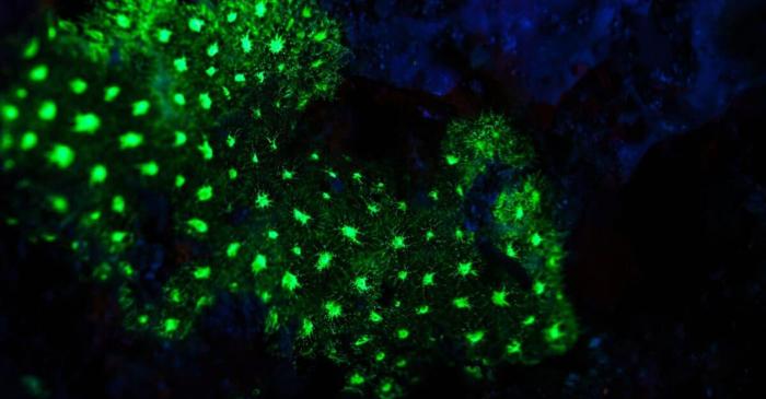 Un robot a atins un coral necunoscut la 385 de metri adâncime și a declanșat o lumină verde