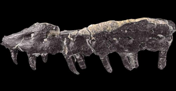 Această descoperire dintr-un sat francez leagă Cretacicul de o criză actuală a biodiversității.
