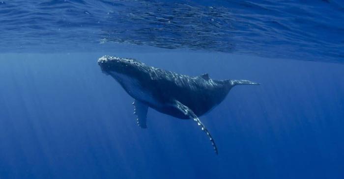 Aparține acest cântec de 188 de decibeli celei mai solitare creaturi din ocean?