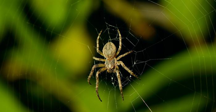 Biodiversitatea, măsurată altfel: un model nou oferă simultan abundența și uniformitatea speciilor