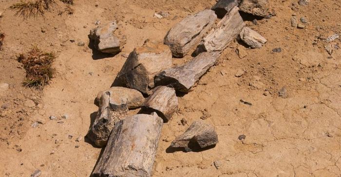 Kank australis, dinozaurul cu gât de stârc care pescuia în râurile Patagoniei acum 70 de milioane de ani