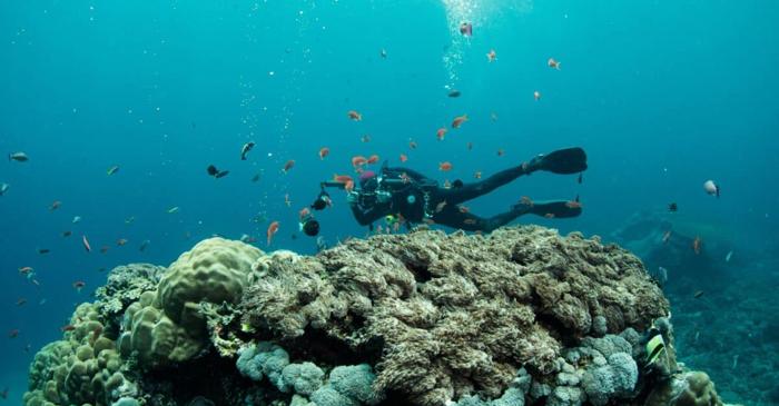 Laserele de mare adâncime permit acum scanarea tridimensională a celulelor vii direct în ocean